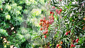 Lychee tree in an orchard