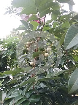 Lychee trees and some of their fruit are still young and slightly whitish in color. photo