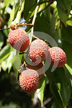 Lychees