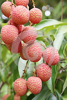 Lychees