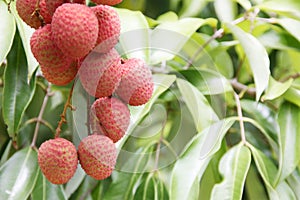 Lychees