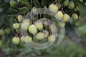 Lychees fruit on the tree.