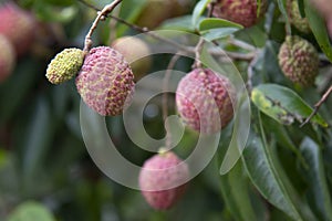 Lychees fruit on the tree.
