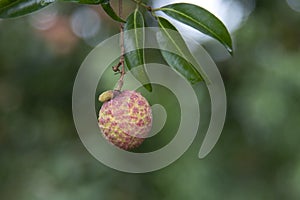 Lychees fruit on the tree.