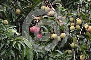 Lychees fruit on the tree.