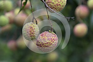 Lychees fruit on the tree.