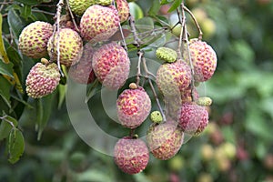 Lychees fruit on the tree.