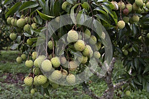 Lychees fruit on the tree.