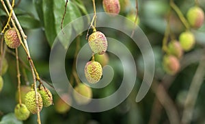 Lychees ripening on a tree