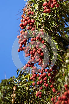 Lychees on tree