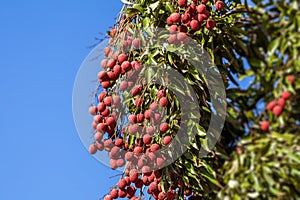 Lychees on tree