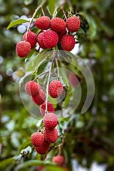Lychees on tree