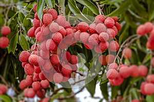 Lychees on tree