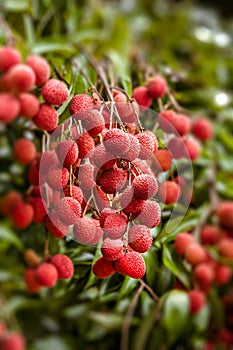 Lychees on tree photo