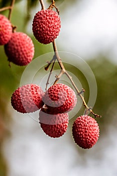 Lychees on tree