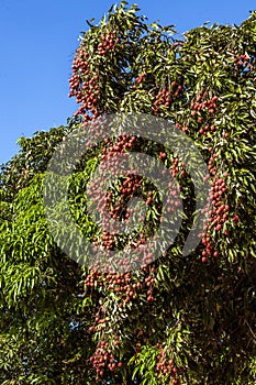 Lychees on tree photo