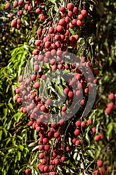 Lychees on tree