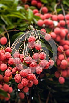 Lychees on tree