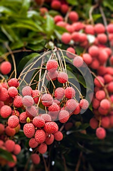 Lychees on tree photo