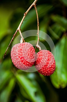 Lychees on tree