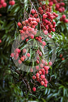 Lychees on tree