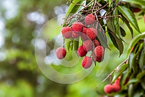 Lychees on tree photo