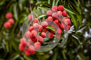 Lychees on tree