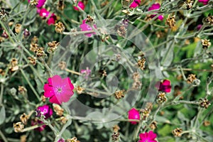 Lychnis Atrosanguinea a magenta red herbaceous springtime summer flower plant