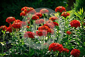 Lychnis Chalcedonica flowers