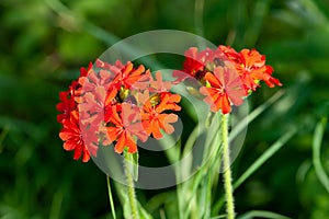 Lychnis Chalcedonica