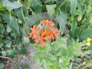 Lychnis chalcedonica  is a species of flowering plant in the family Caryophyllaceae. Berlin, Germany photo