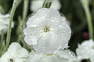 Lychnis coronaria `Alba`