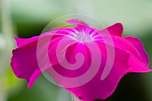 Lychnis coronaria flower