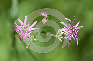 Lychnis flos-cuculi or ragged-robin pink widl flower plant detail natural photo