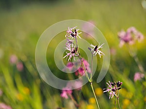 Lychnis flos-cuculi - Ragged-Robin, spring