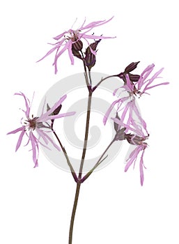 Lychnis flos-cuculi