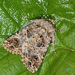 The lychnis moth (Hadena bicruris)