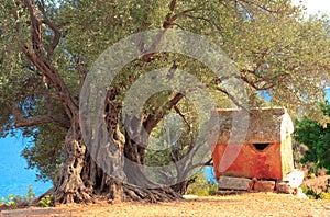 Lycian sarcophagus and ancient olive tree photo