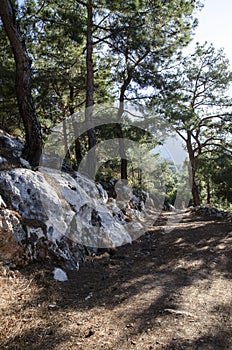 The Lycian trail in Turkey, in this revenge passes through a pine forest,