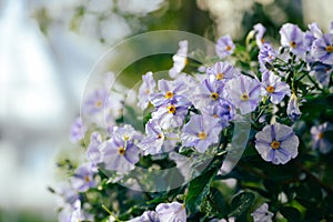 Lycianthes rantonnetii blooming evergreen plant with violet flowers