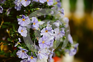 Lycianthes rantonnetii blooming evergreen plant with violet flowers