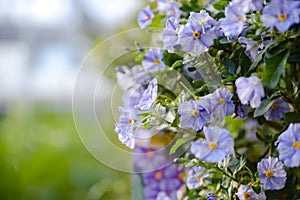 Lycianthes rantonnetii blooming evergreen plant with violet flowers