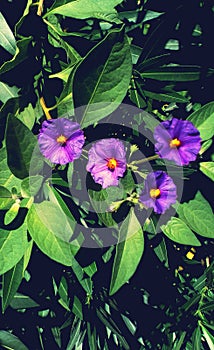 Lycianthes rantonnetii purple flower