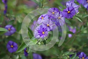 Lycianthes rantonnetii. Purple flowers of Solanum rantonnetii known as blue potato bush.