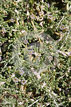 Lycium Andersonii Bloom - Little San Bernardino Mtns - 040622