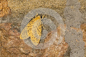 Lyclene Obsoleta aka Noctuoidea Moth seen at Meghalaya,India photo