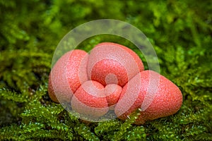 Lycogala epidendrum, commonly known as wolf's milk, groening's slime is a cosmopolitan species of myxogastrid