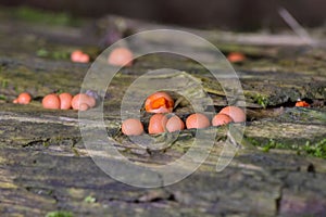 Lycogala epidendrum is a cosmopolitan species of mold that is very often mistaken for a fungus.