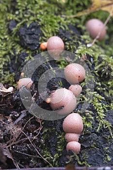 Lycogala epidendrum in a green moss