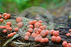 Lycogala epidendrum slime mold